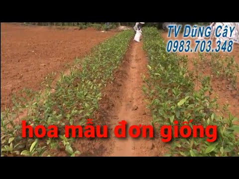 hoa mẫu đơn giống, cách trồng   TV Dũng Cây