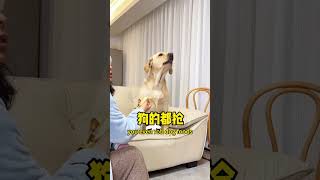 【旺仔很忙🐶Wangzai Is Busy】穿衣服碰到狗子的食物，狗子急眼了When Clothes Touch The Dog's Food, He Gets Agitated.