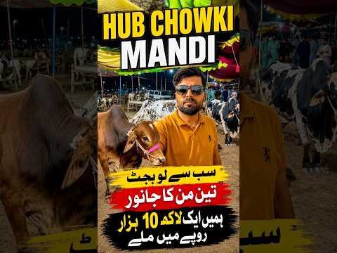 Hub Chowki Cow 🐮Mandi!Cheapest Market Shocked Everyone😳#qurbani2026 #animalmandi  #foruyou #viral