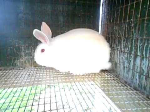 Meat Rabbits Florida White Update Youtube