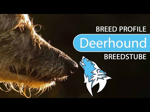 Video: Anjing Deerhound Skotlandia Breed Hypoallergenic, Kesehatan Dan Umur