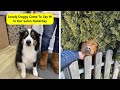 ‘Dogspotting’ Is A Group Where People Share Only The Best Unexpected Encounters With Dogs
