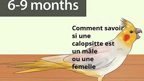 Comment Sexer une calopsitte perlée ?