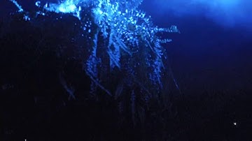 New Forms Festival 2016 Unofficial After Video