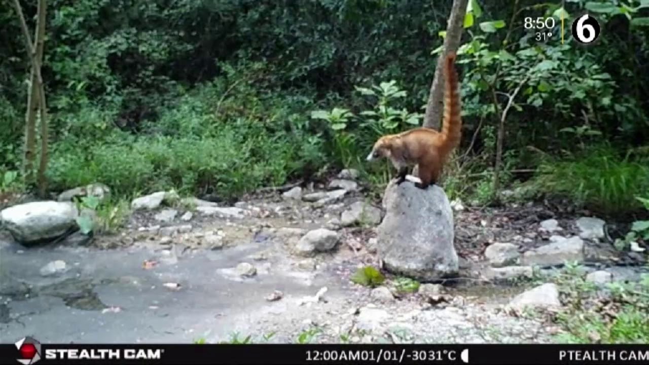 Espectacular fauna silvestre habita en las montañas de Monterrey
