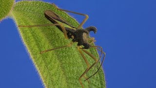 Bulls Horn Bug from Ecuador