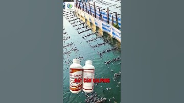 Cách để nòng nọc không bị bó chân và lên chân đồng loạt #minhtuan-aqua #thuysan #ếch #nongnoc