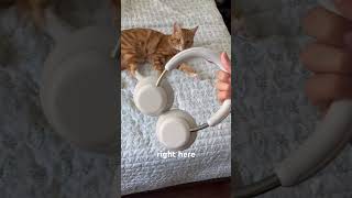 Teddy like it too! Cmf headphone Pro #cmfheadphonepro #cmf #headphones #tech