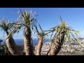 Ausflugstipp Madeira: Botanischer Garten in Funchal