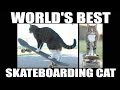 World's Best Skateboarding Cat! Go Didga Go!'