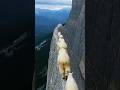 High-Peak Snow Goats😱#SnowGoatLegends#CliffMasters#NiukeSnowGoats#PeakClimbers