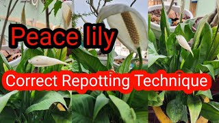 Care of Peace lily, correct Repotting Technique.