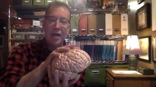 Neuroanatomy:  Directional terms 1