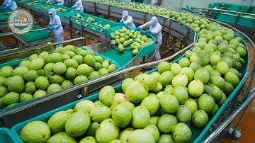 How Millions of Guavas Are Harvested – Taiwan Guava Fruit Harvesting & Taiwan Guava Farming