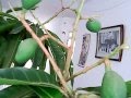 BONSAI DE MANGO
