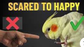 Cockatiels life in home