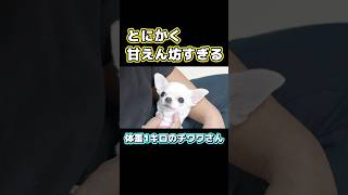 深夜2時になっても飼い主から離れようとしない甘えん坊チワワさん