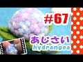 ちまちま羊毛フェルト＃67　あじさいの作り方