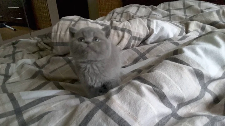 Watch the video about British Shorthair. Jamila - sweet blue girl*Calmcat cattery British Shorthair