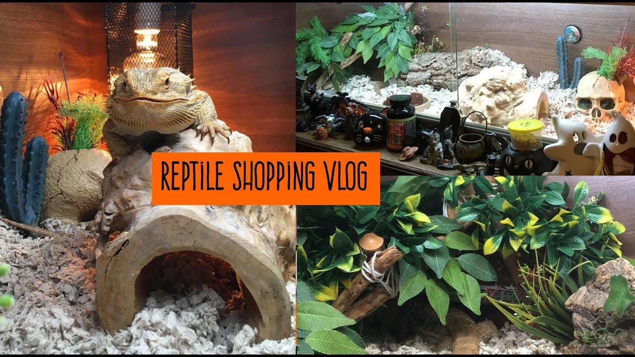 Scale Baby Vlog Reptile Shopping And Vivarium Decorating