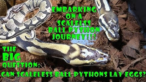 Scaleless Ball Python Project Update & How We Plan To Share It ALL With You!!!