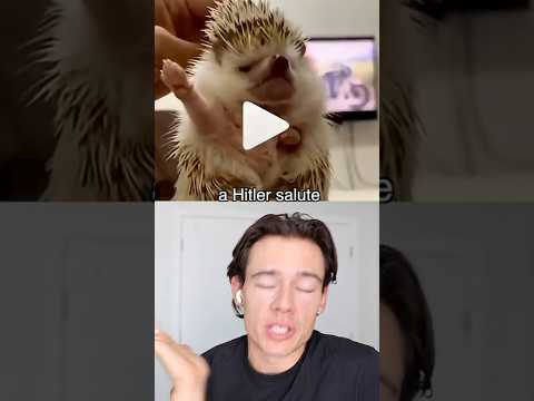 German Reacts to Hedgehog gone Wild