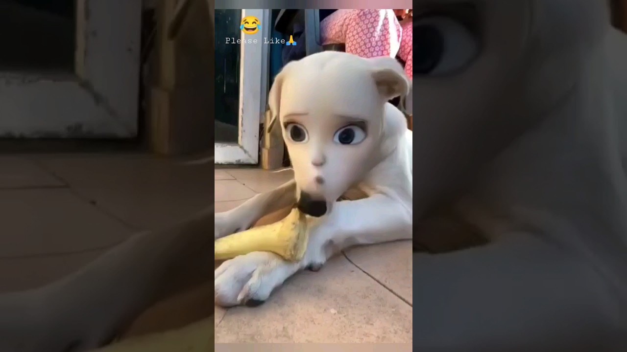 Funny Pranks With Dogs 😂😜🐕 