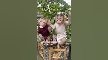 monyet comel monyet lucu monyet ketawa monyet senyum #monkey #babymonkeybobby #imut #cute