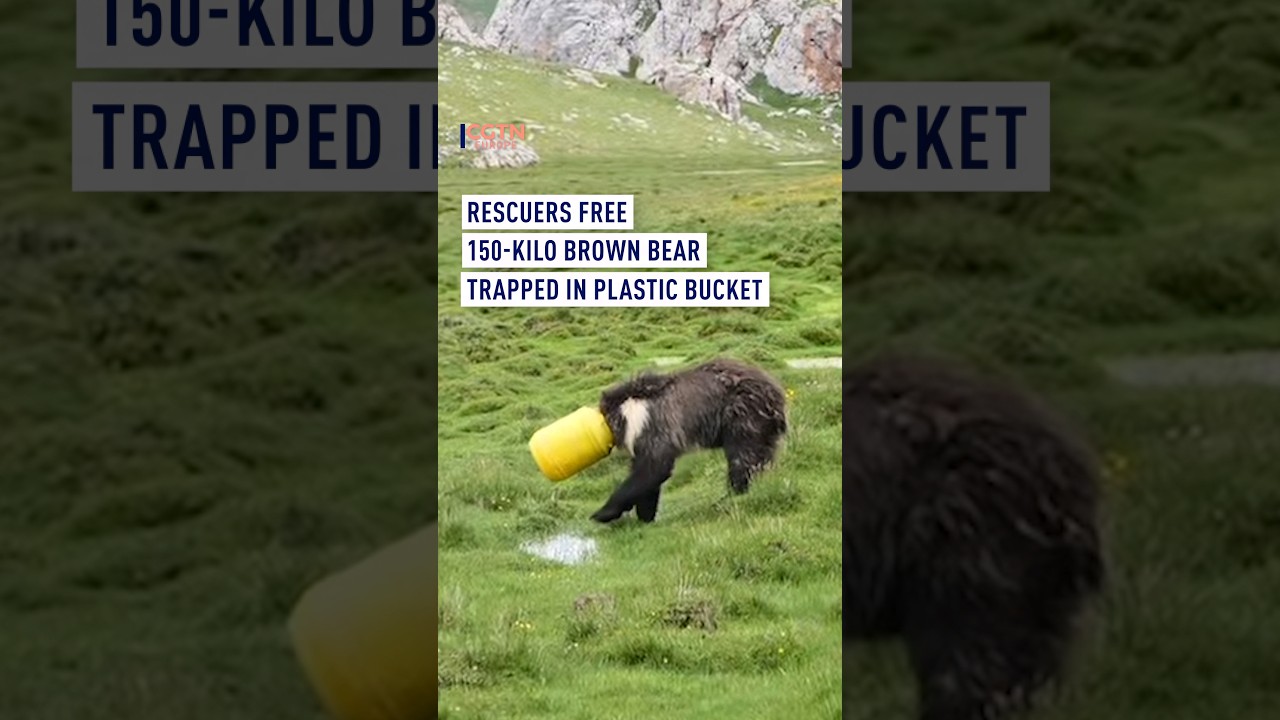 Brown Bear Trapped in Bucket Rescued in China