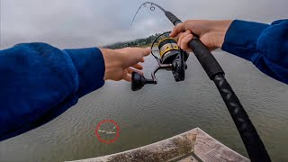 Big Leopard Shark Spawn In The SF Bay!