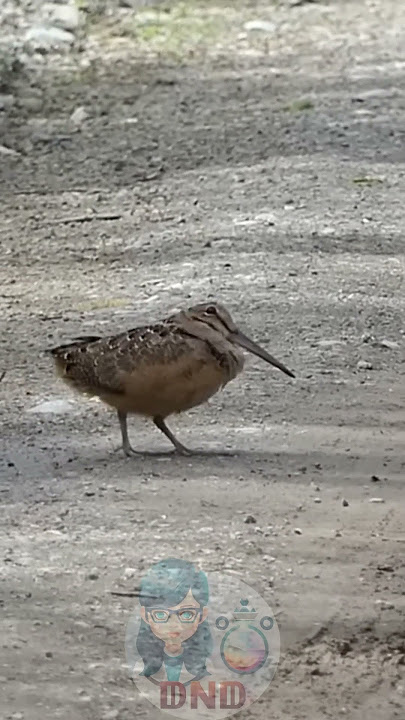 Burung Yang Suka Joget #shorts