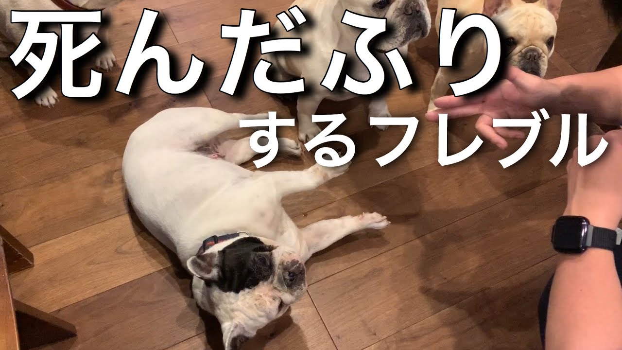 死んだふりをするフレブル Funny French Bulldogs Youtube