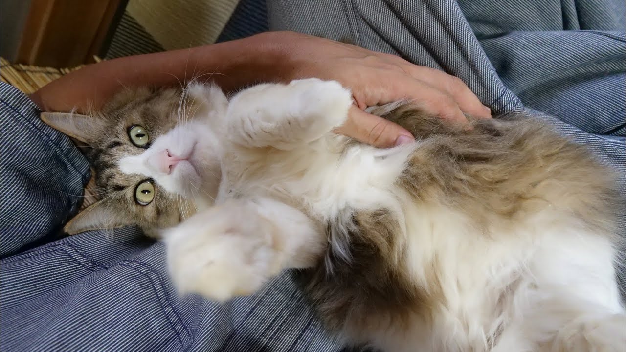 飼い主の腕の中でもふもふされながら眠るボス猫 Youtube