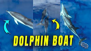 Dolphins Swimming In Front Of Boat On Calm Sea