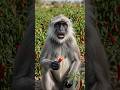 🌶️ Baby Monkey’s Sweet Chili Harvest Adventure 🐵 | Funny Farm Vlog #45 #shorts