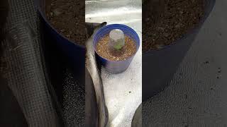 Grow update 