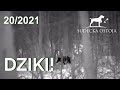 Sudecka Ostoja 20/2021. Polowanie na dziki. Termowizor Hikvision Lynx LH 25.