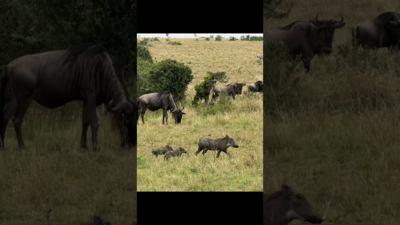 Watching wildlife video  