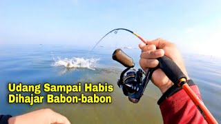 Edyaan‼️ Baru Kali Ini Mancing Sehoki Ini, Udang Turun Langsung Disambar Babon-babon Sampai Habis