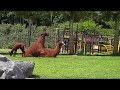 Neukende Alpaca's