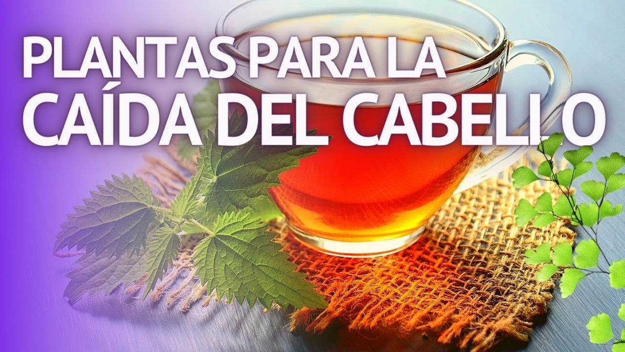 PLANTAS PARA LA CAÍDA DEL CABELLO Ortiga, Romero, Cola de caballo ...