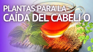PLANTAS PARA LA CAÍDA DEL CABELLO Ortiga, Romero, Cola de caballo, Salvia, Ginkgo, Canela, Laurel,