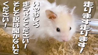 ゴージャスな家の からくりは…ハムスターの影の努力（笑）
