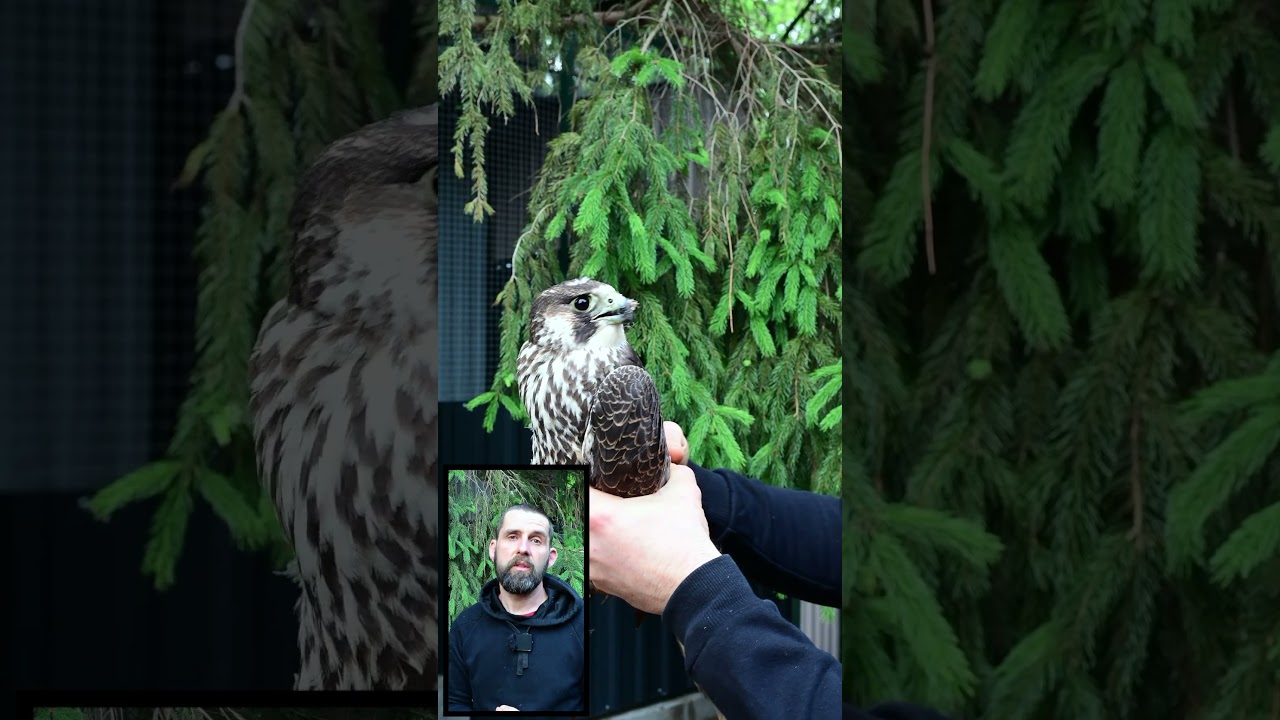 ⁣Sokół wędrowny  #animalhelp #zwierzaki #animals #nature #ciekawostki #birds #natura #falcon