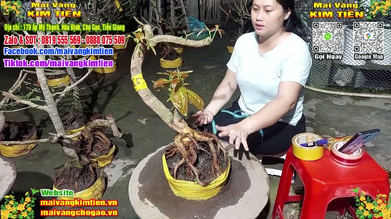 Phôi Mai Thủ Đức Giá Rẻ Bao Ship Bao Sống Toàn Quốc - Mai Vàng Kim Tiền Chợ Gạo