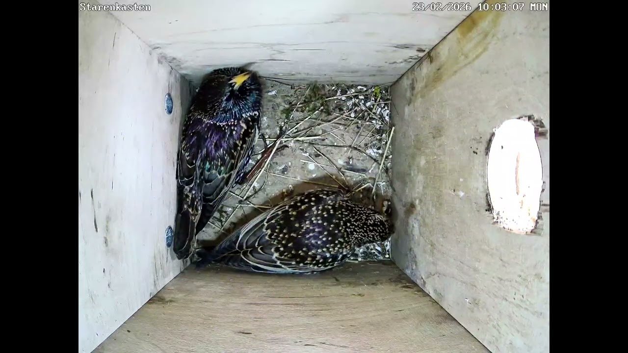 Brautwerbung bei den Staren