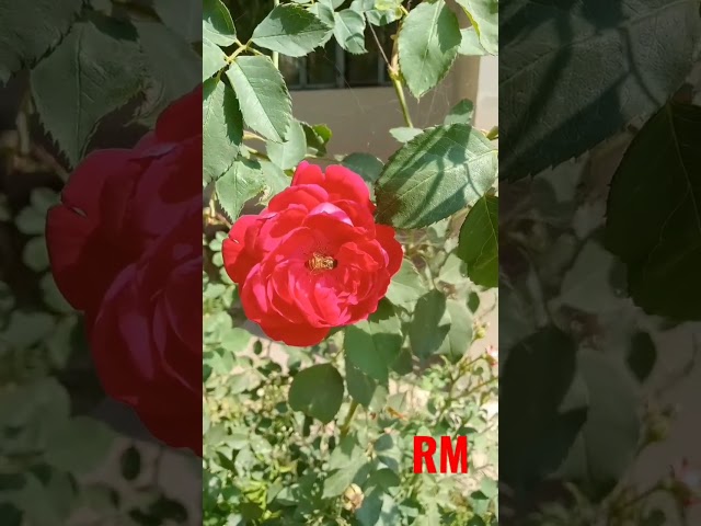 Honey Bee 🐝..#honeybee #🐝 #flowers #nature #rose  #Bee😍🥳🌹🐝💖 class=