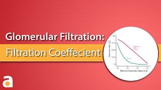 Glomerular Filtration: Filtration Coefficient