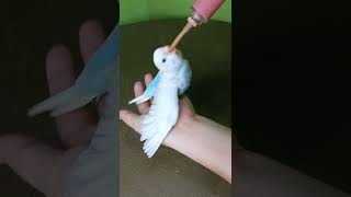 Handfeed Parakeetcrop Feeding