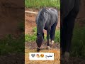 لمليح الخيول العربية الاصيلة خيل اكسبلور